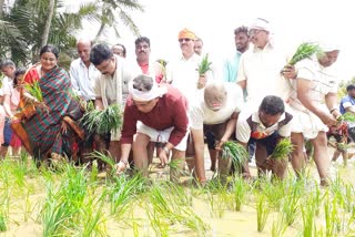 The nobles planted in the field