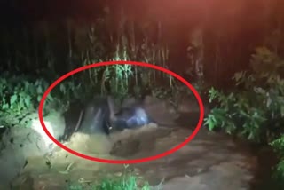 Two elephants fell in pit made in corn field in Ramgarh of Chhattisgarh are rescued