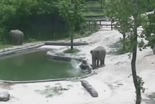 Elephant baby fell water