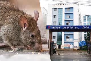 Rats terror in Ranchi Sadar Hospital