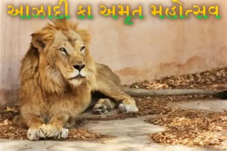 જંગલના રાજા સિંહે પણ ઉજવ્યો આઝાદી કા અમૃત મહોત્સવ