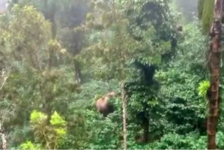 one person died in elephant attack