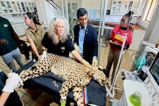 Cheetah Namibia coming to india