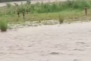 goat washout in nagabali river