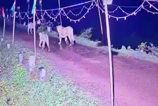 Majestic lions walk on Madhubabn dam decked with the National Flag