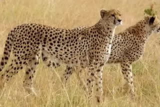Shivraj Singh Chouhan on Namibia Cheetah