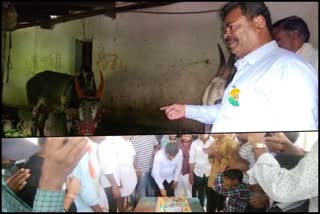 MP Renukacharya Celebrate the bull birthday