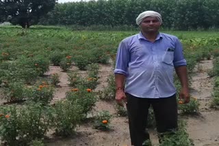 marigold flower cultivation Yamunanagar