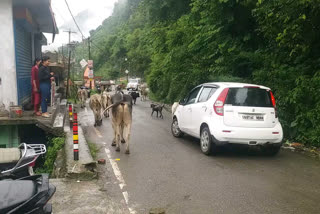 vikasnagar stray animal