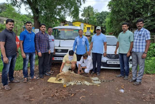 two persons from devgad taluka arrested for smuggling leopard skin