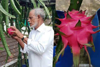 dragon fruit farming  dragon fruit  ഡ്രാഗണ്‍ ഫ്രൂട്ട് കൃഷി  ഡ്രാഗണ്‍ ഫ്രൂട്ട്  ഡ്രാഗണ്‍ ഫ്രൂട്ട് കൃഷിയുമായി കര്‍ഷകന്‍  കോഴിക്കോട് ഡ്രാഗണ്‍ ഫ്രൂട്ട്  കോഴിക്കോട് ജില്ല വാര്‍ത്തകള്‍  kozhikode district news  farmer experiment with dragon fruit