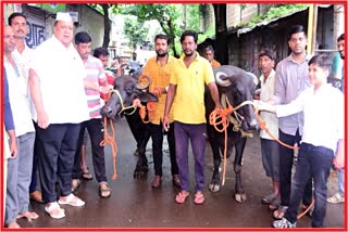 Hasan Mushrif Purchased 2 New Buffaloes