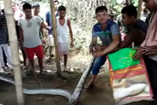 pythons rescued Bihara in Bokakhat