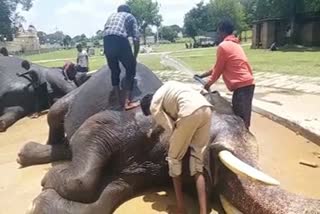 dasara-elephants-captain-abhimanyu-bathing-at-mysuru