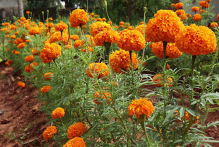 marigold flower farming  kuniyan marigold flower farming  kannur district news  കണ്ണൂർ ജില്ല വാര്‍ത്തകള്‍  കുണിയന്‍ ചെണ്ടുമല്ലി കൃഷി  ചെണ്ടുമല്ലി കൃഷി  കണ്ണൂർ ചെണ്ടുമല്ലി കൃഷി