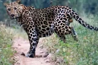 Leopard Live Hunting