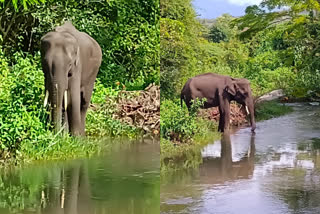 Sick wild elephant stranded in water body  kerala tamilnadu border Anaikatti  രോഗബാധിതനായ കാട്ടാന പുഴയിൽ കുടുങ്ങി  കേരള തമിഴ്‌നാട് അതിർത്തി ആനക്കട്ടി  കൊടുങ്ങര പുഴ  ആനക്കട്ടി