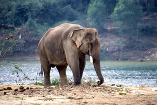 Sick wild elephant treatment delayed over Tamil Nadu-Kerala border issue