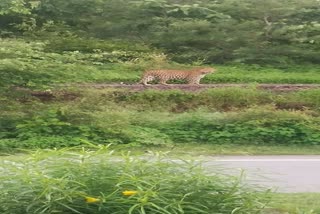 Leopard seen roaming on highway in Kolaras