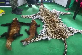 Red Pandas and Leopards Skin Recover