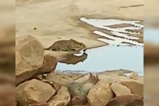 Leopard in Pavagada