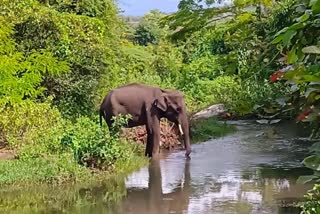 ailing elephant found in anaikatti  search continues for ailing elephant  kerala tamil nadu forest departments  anaikatti elephant  elephant  കാട്ടാനയെ അവശനിലയില്‍ കണ്ടെത്തി  ആനക്കട്ടി കാട്ടാന തിരച്ചില്‍  കേരള തമിഴ്‌നാട് വനംവകുപ്പ് ആന തിരച്ചില്‍  കാട്ടാനയ്ക്കായി തിരച്ചില്‍  കാട്ടാന രക്ഷാപ്രവര്‍ത്തനം  കാട്ടാന  കൊടുങ്ങര