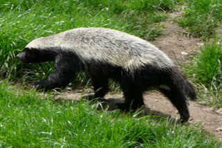 Rare Honey Badger Spotted in Chhattisgarh’s Kanker, triggers Panic among villagers