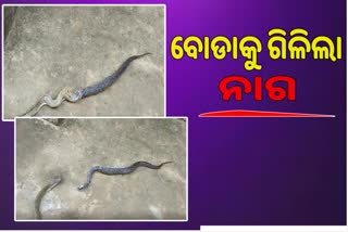 2 ଫୁଟିଆ ଚନ୍ଦନ ବୋଡାକୁ ଗିଳିଲା ୬ ଫୁଟିଆ ନାଗ