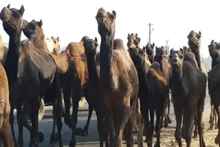 Snake bite antidote from camel blood, research on going in Bikaner