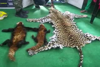 Red panda, leopard skins recovered from traffickers in Jalpaiguri