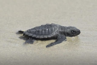 Kemp ridley sea turtle