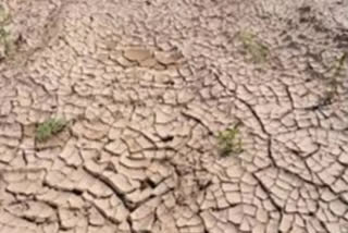 Jharkhand farmers worried about low sowing coverage amid drought like situation