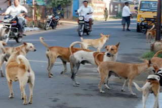 Girl child suffers eye injury after being attacked by stray dogs in Bhopal