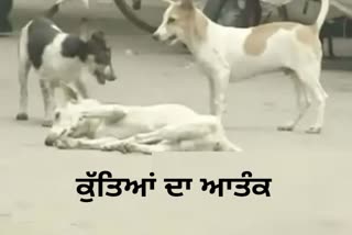 BHOPAL STREET DOGS ATTACKED 7 YEARS OLD GIRL