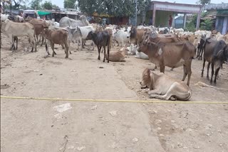 Unique demonstration of farmers with cattle on the road of Pandariya