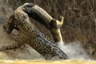 Jaguar Attacks Crocodile Swimming In Water viral video
