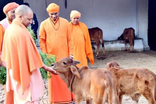 गौशालाओं में पहली बार जन्माष्टमी