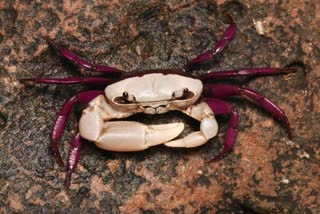 Ghatiana dvivarna  species of crabs found