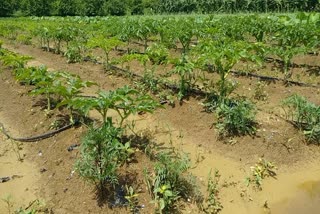 chhattisgarh-farmers-can-get-profit-from-vegetables-in-august