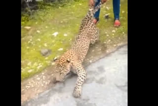 IFS officer shares video on Twitter displaying leopard being manhandled warns against it