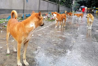 Sterilization of Street Dogs