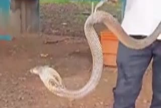 Snake swallowed kittens escaped into the school