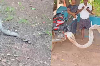 The snake that swallowed the kittens escaped into the school  snake caught from school building  andhrapradesh snake caught from school building  ഏലൂര്‍  നാരായണപുരം ഗവൺമെന്റ് ഹൈസ്‌കൂൾ  പൂച്ചക്കുഞ്ഞുങ്ങളെ ഭക്ഷണമാക്കിയ പാമ്പിനെ പിടികൂടി  പാമ്പിനെ പിടികൂടി