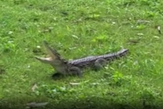 Crocodile rescued from Lakshmi Vilas Palace in Vadodara