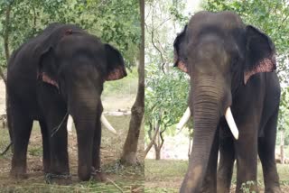 kumki elephants to rescue elephant  kumki elephant muthu  kumki elephant kaleem  കുങ്കിയാന  ആനക്കട്ടി  കാട്ടാനയെ പിടികൂടാൻ കുങ്കിയാന  ആനപ്പക