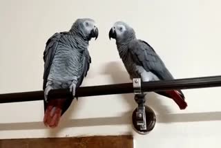 Tumakuru Viral parrot Rustuma  Viral parrot Rustuma  Tumakuru Viral parrot  Tumakuru Viral parrot Rustuma handed over to Zoological Park in Gujarat  Zoological Park in Gujarat  വൈറലായ റുസ്‌തുമ  റുസ്‌തുമ  സർദാർ വല്ലഭായ് പട്ടേൽ സുവോളജിക്കൽ പാർക്ക്  വൈറല്‍ തത്ത  തുമകുരുവിലെ വൈറല്‍ തത്ത