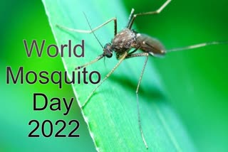 World Mosquito Day News