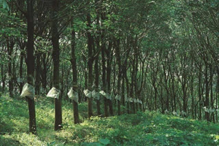 Tripura cops recover human skeletal remains from rubber plantation