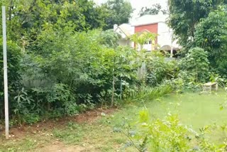 Doctor made garden in Terrace