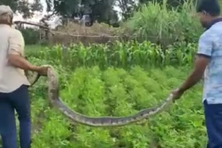 Long Python in Betul Farm